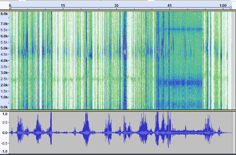 bat sonogram